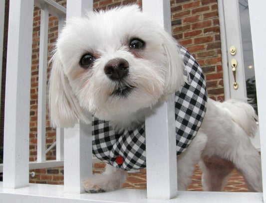 Black & White Check Puppy Bumper