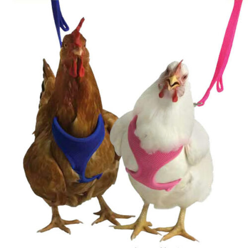 Chicken / Small Pets Products