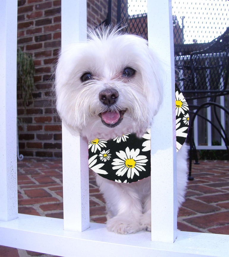 Black Daisy Puppy Bumper®