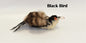 Big Birds 2 Pack Color Black