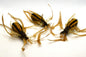 Brown Spider - 3 Pack