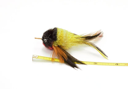 Baltimore Oriole