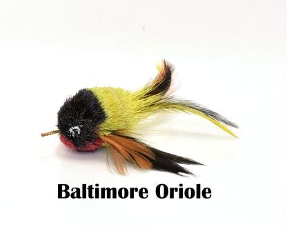 Baltimore Oriole