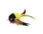 Baltimore Oriole