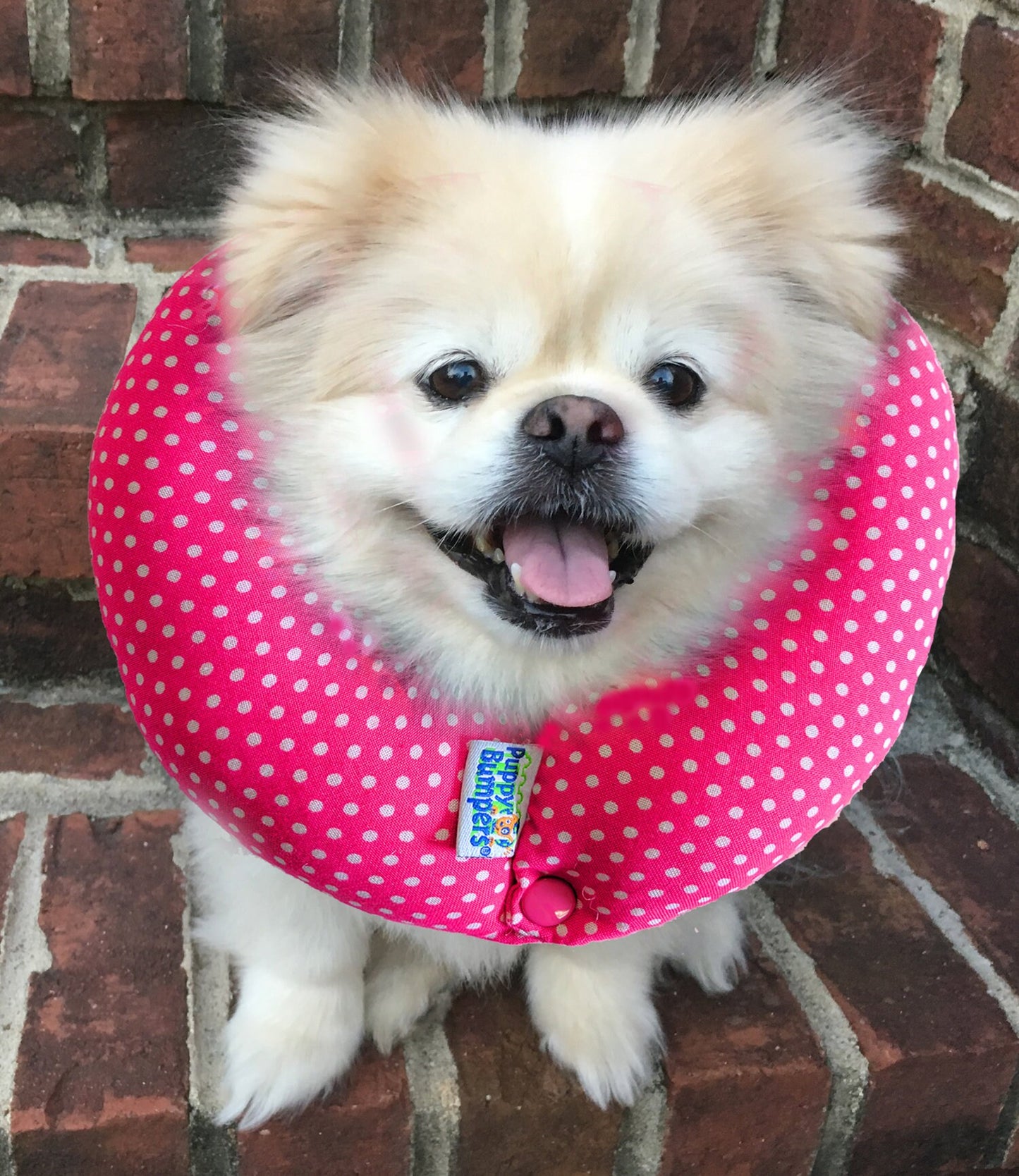 Pink Dot Puppy Bumper